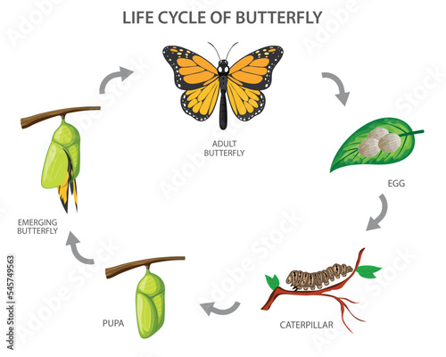 Lifecycle of Butterfly vector illustration