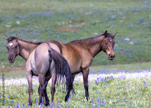 Fototapeta Naklejka Na Ścianę i Meble -  Wild Horses in Summer in the Pryor Mountains Montana