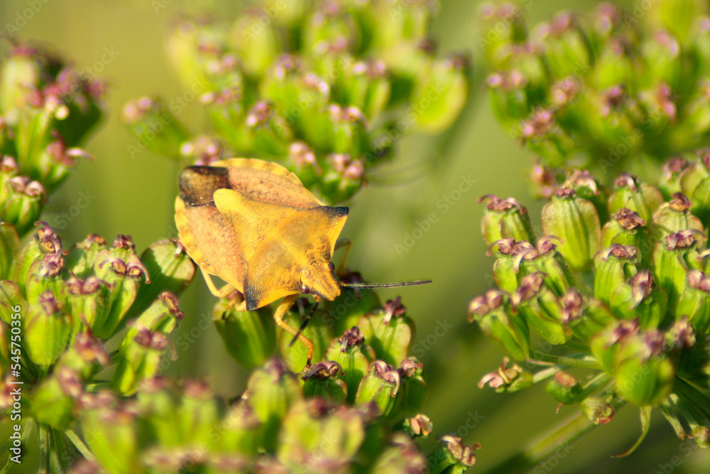 Shield Bug Carpocoris fuscispinus from Bohemia
Shield Bug Carpocoris fuscispinus from Bohemia