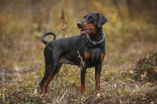 Cuadro en lienzo dog doberman pinscher portrait in autumn