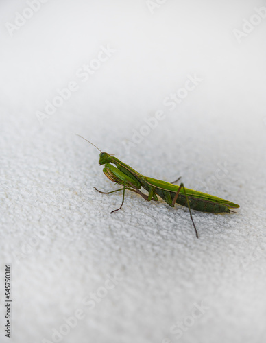 Green Grasshopper on a white wall