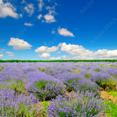 Lavender flower field and blue sky.