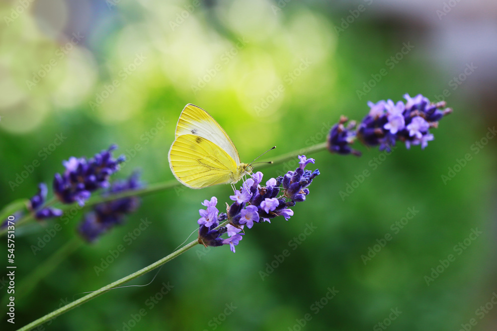Naklejka premium Yellow butterfly on a blossoming purple lavender flower in green garden