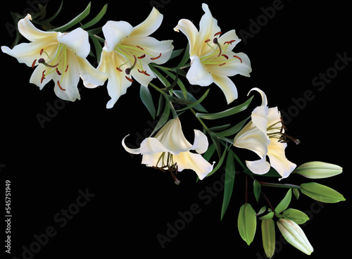 light lilies five blooms isolated on black