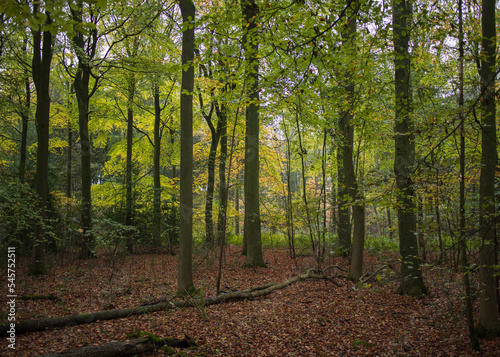 Fototapeta Naklejka Na Ścianę i Meble -  Autumn Woodland