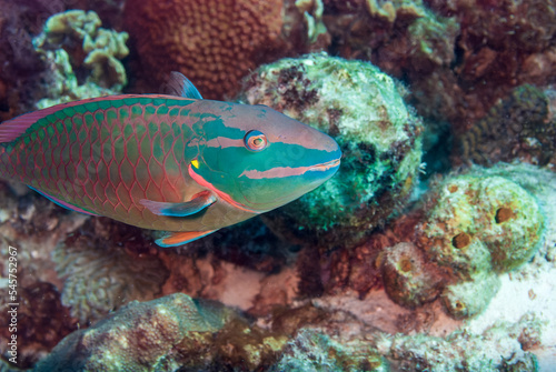 Stoplight parrotfish Sparisoma viride Bonaire, Leeward Islands