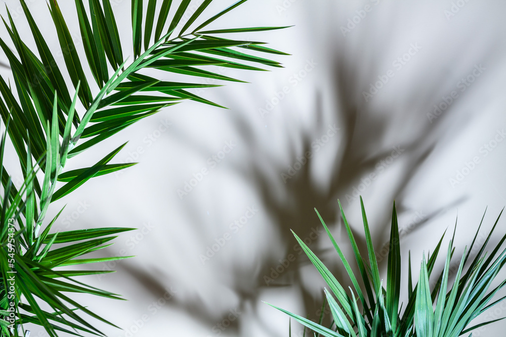 Tropical palm leaves with shadows on the white wall
