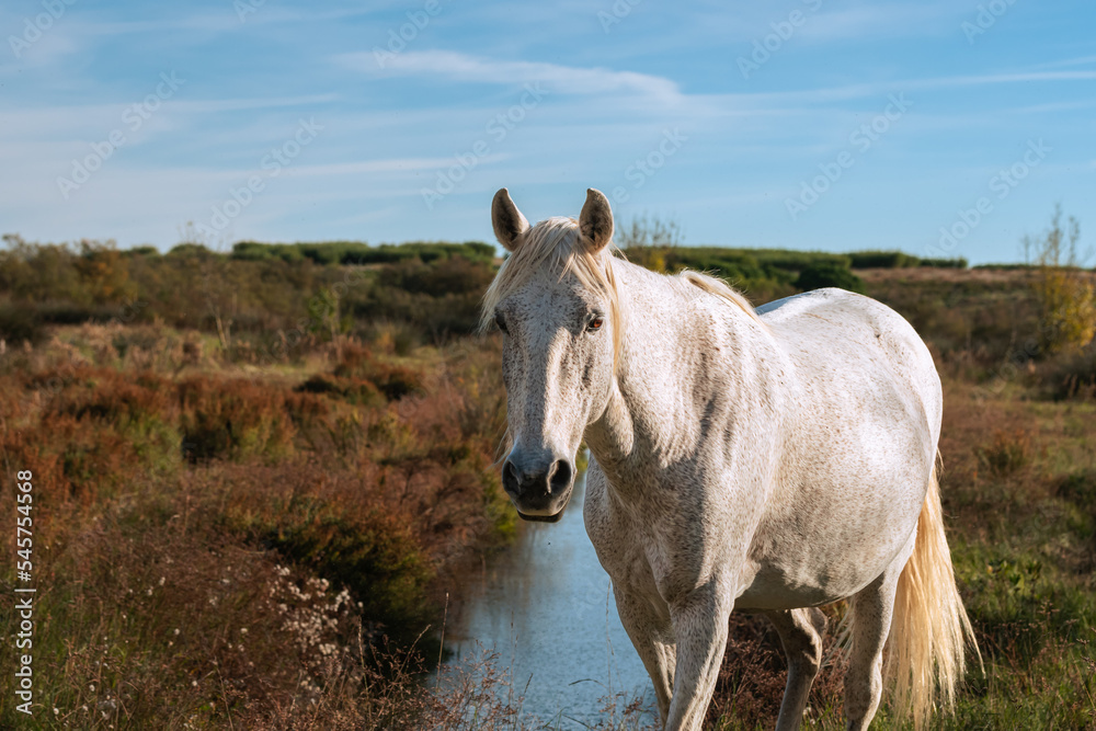 Cheval blanc de Camargue dans le sud de la France. Chevaux élevés en liberté au milieu des taureaux Camarguais dans les étangs de Camargue. Dressés pour être montés par des gardians. Cheval blanc de Camargue dans le sud de la France. Chevaux élevés en liberté au milieu des taureaux Camarguais dans les étangs de Camargue. Dressés pour être montés par des gardians.