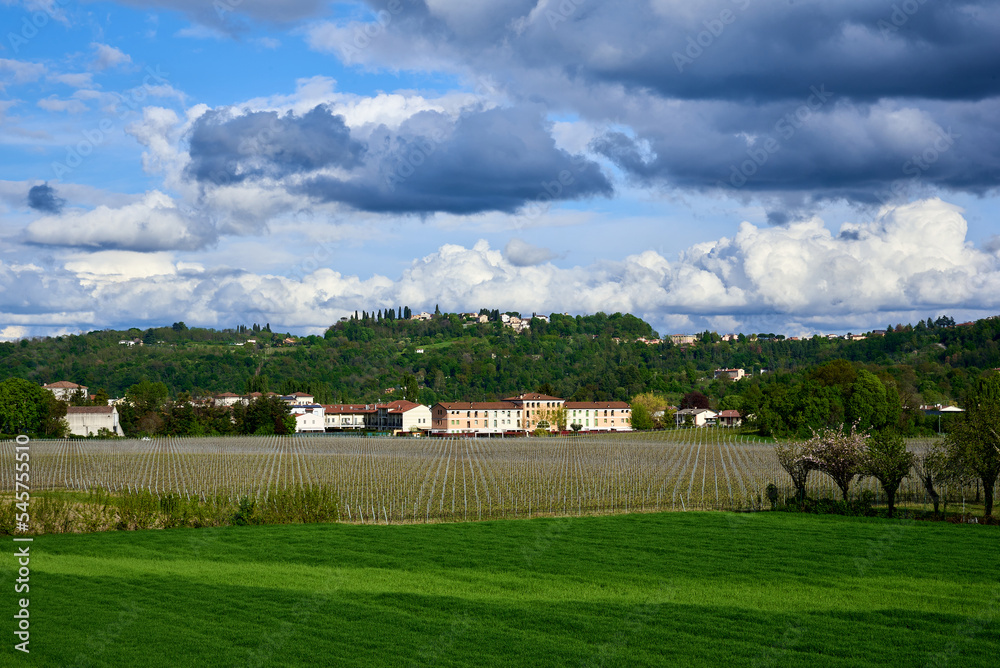 Vineyard at the foot of the Berici Hills in Altavilla Vicentina with towering clouds on the sky, Veneto, Italy