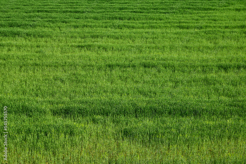 Obraz premium Expanse of grass, natural background