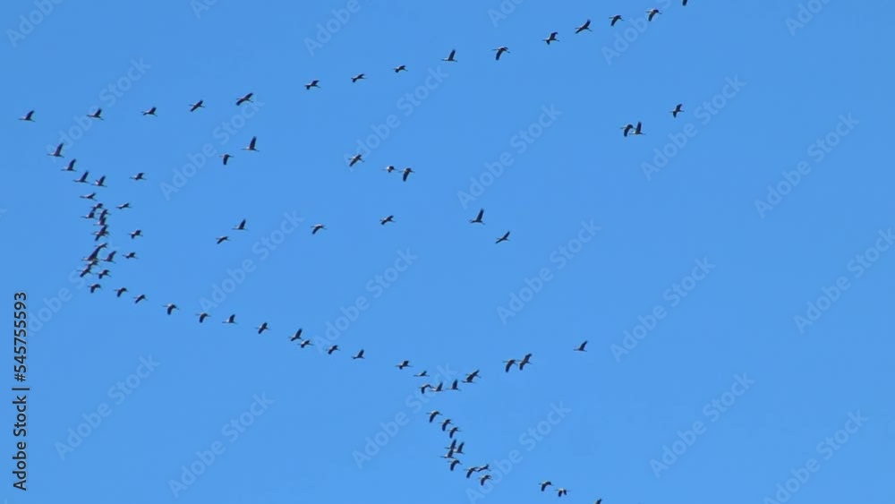 Flock of cranes flying in formation to save energy with blue sky background leave to their wintering grounds as regular migration in autumn and spring in south direction and warm regions to survive