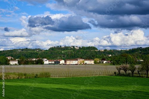 Vineyard at the foot of the Berici Hills in Altavilla Vicentina with towering clouds on the sky, Veneto, Italy photo