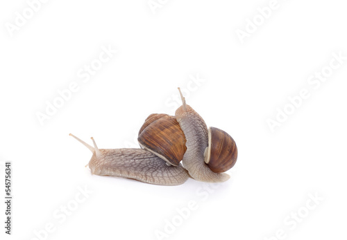 Two beautiful snails.