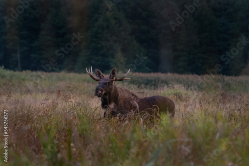 Wild moose in the Biebrzanski national park. Bull off elk on the meadow. Autumn in Poland. 