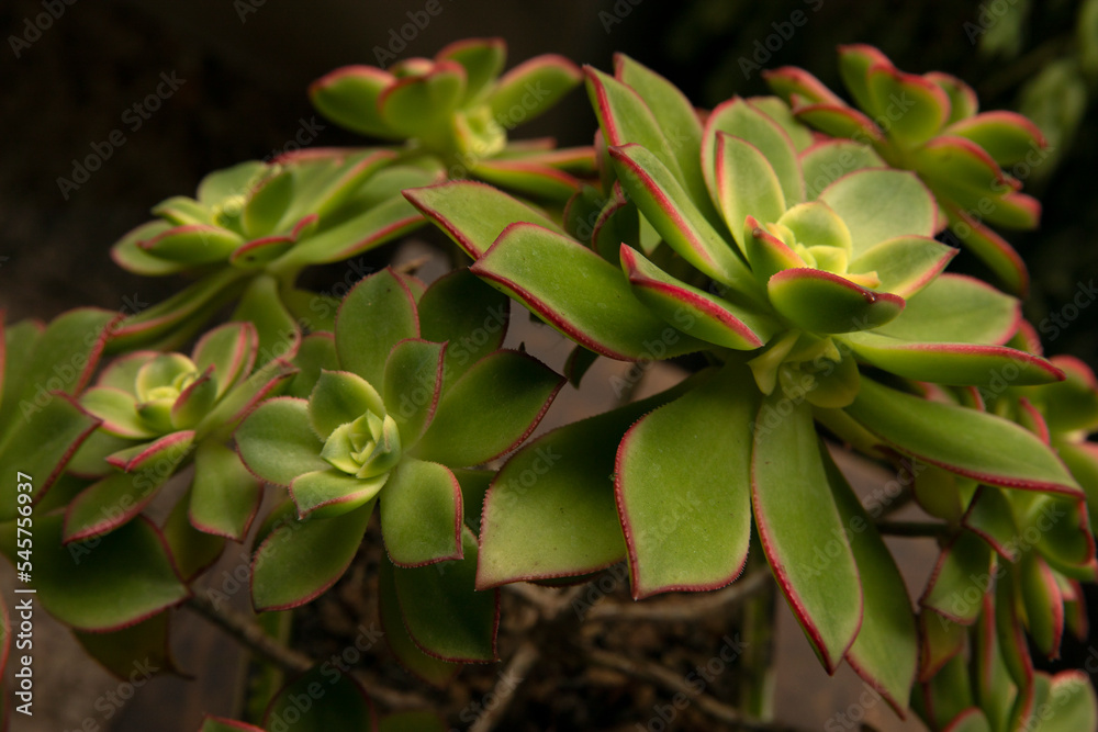 Natural texture and pattern. Succulent plants. closeup view of an Aeonium haworthii Kiwi, beautiful rosettes of green leaves with pink edges. Natural texture and pattern. Succulent plants. closeup view of an Aeonium haworthii Kiwi, beautiful rosettes of green leaves with pink edges.