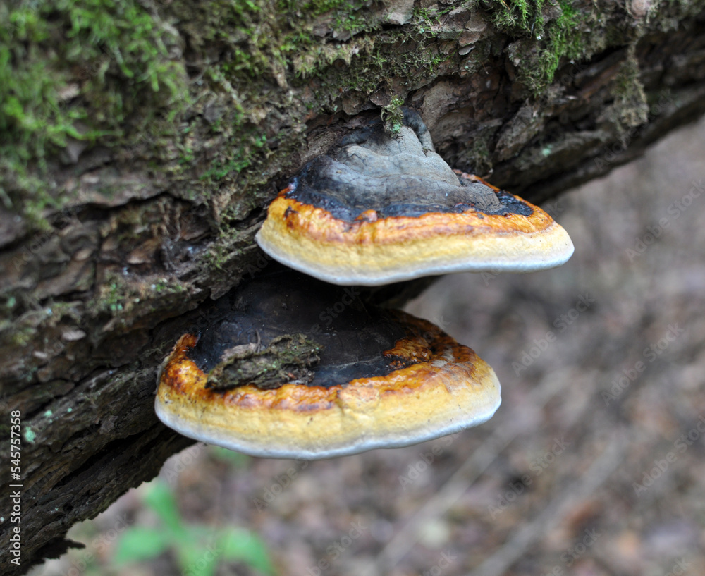An edible tinder mushroom (Fomitopsis pinicola) grows in nature An edible tinder mushroom (Fomitopsis pinicola) grows in nature
