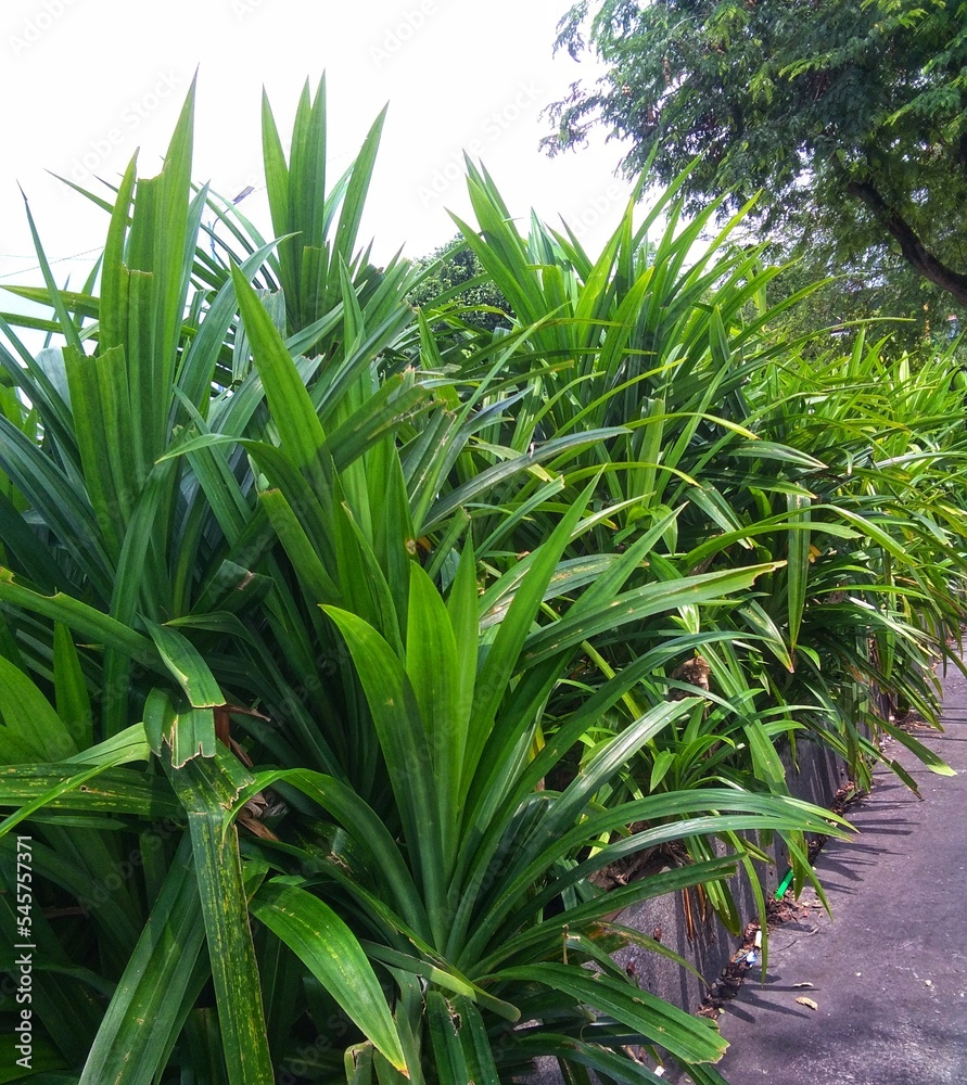 Obraz premium Pandan plant, has a distinctive aroma, suitable for adding to the taste of food 