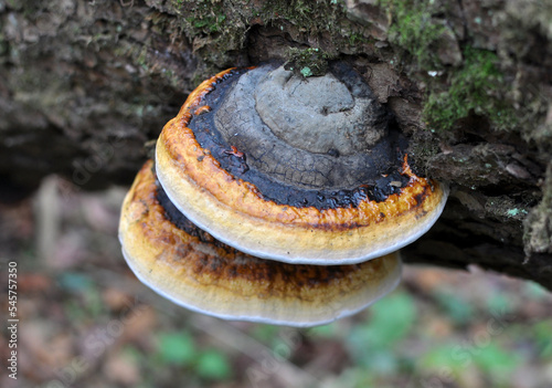 An edible tinder mushroom (Fomitopsis pinicola) grows in nature photo