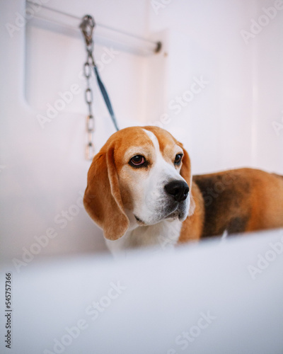 Bath Time For A Beagle