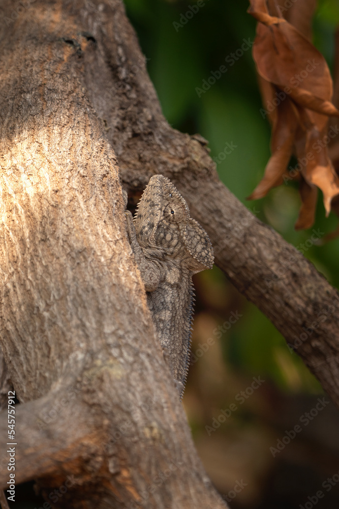 Panther chameleon in the forest. Chameleon is climbing on the branch. Wildlife in Madagascar. Animals during autumn time. Panther chameleon in the forest. Chameleon is climbing on the branch. Wildlife in Madagascar. Animals during autumn time.