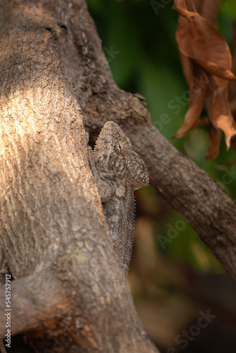 Panther chameleon in the forest. Chameleon is climbing on the branch. Wildlife in Madagascar. Animals during autumn time. 