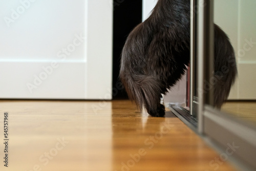 Curious cat climbs into the closet. photo