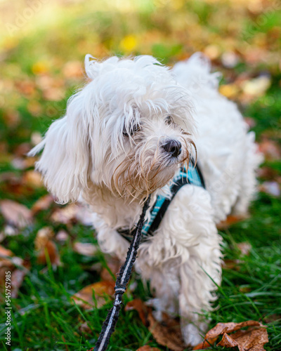 Cute Maltese Puppy Playing in Fall New England Backyard