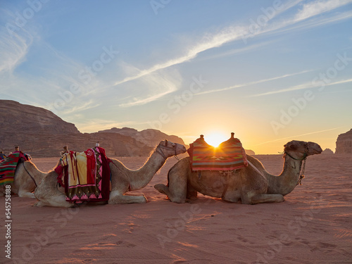 camels in the desert at sunrise photo