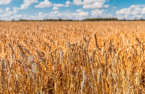 Golden field of ripe rye with summer clouds over, selective focus on stems of...