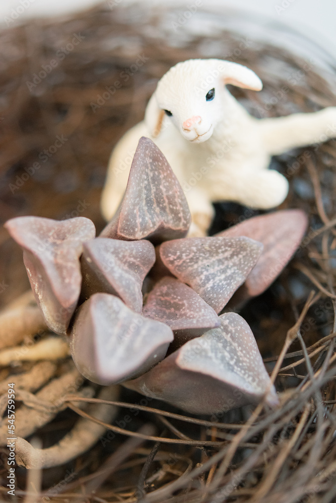 haworthia haworthia