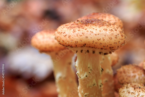 Принти на полотні Close up of a mushrooms honey fungus