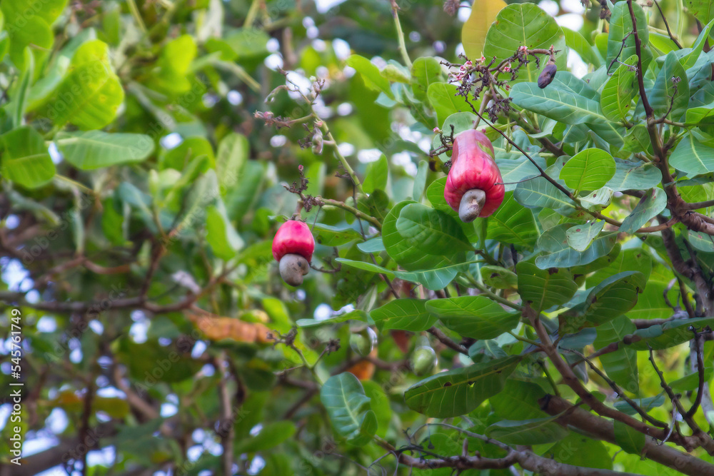 Red cashews on trees in plantation with cashews and chestnut.