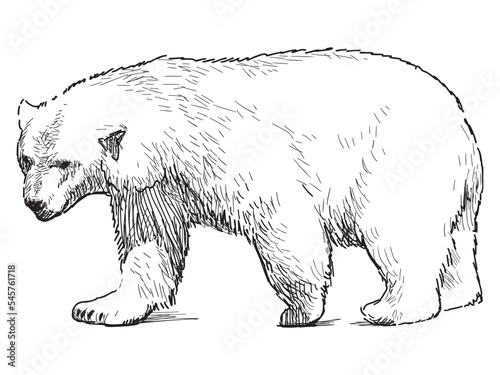 Outline drawing of walking polar bear