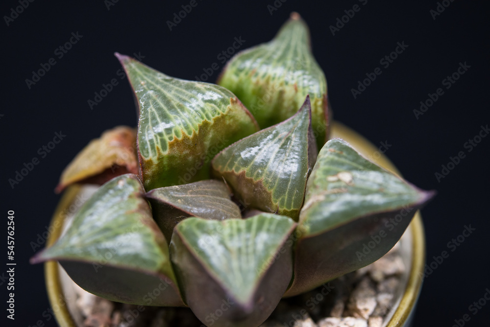 Fototapeta premium haworthia