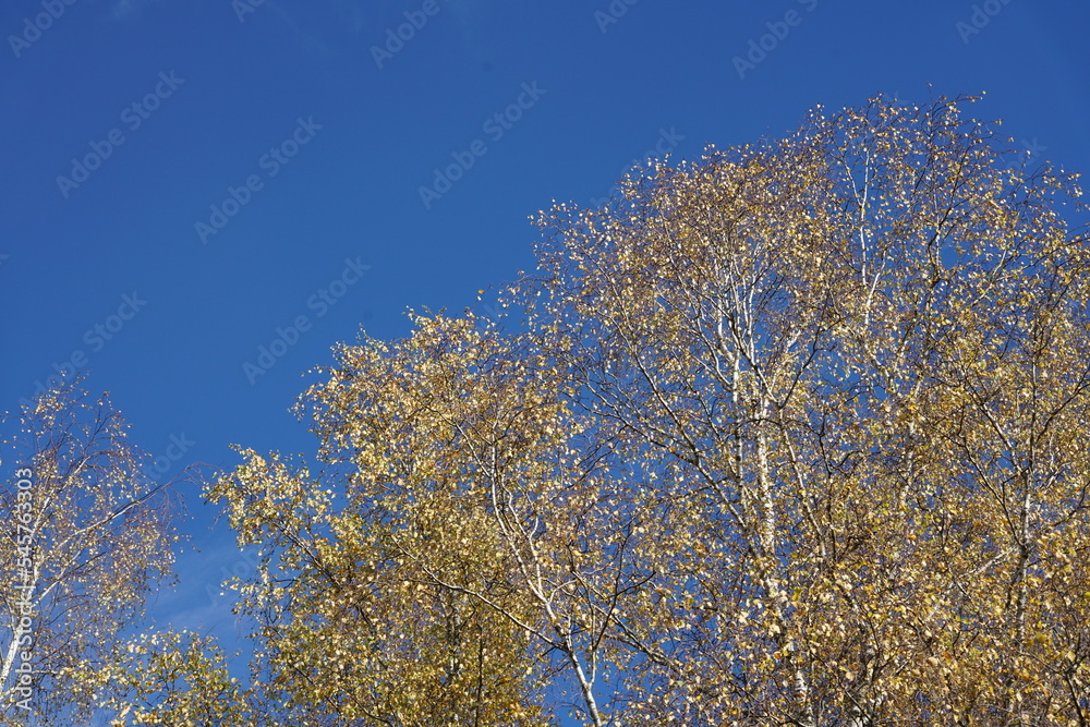 Einzelne Birke im Herbst bei blauem Himmel, Betula pendula Einzelne Birke im Herbst bei blauem Himmel, Betula pendula