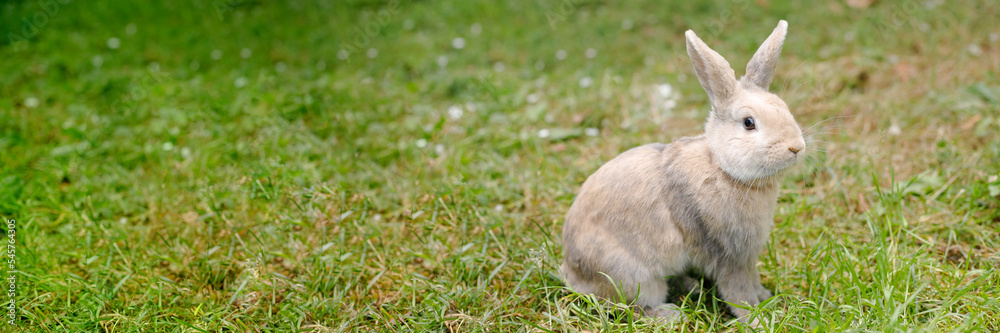 Cute decorative fluffy rabbit. Bunny on green grass background. Easter bunny. Home decorative rabbit outdoors. Cute little bunny. Symbol of Easter and chinese new year.Celebration, web banner Cute decorative fluffy rabbit. Bunny on green grass background. Easter bunny. Home decorative rabbit outdoors. Cute little bunny. Symbol of Easter and chinese new year.Celebration, web banner