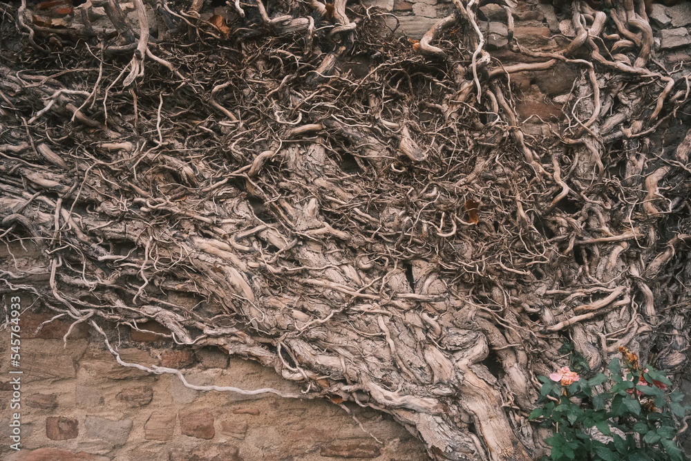 Wand mit alten knochigen Wurzeln Wand mit alten knochigen Wurzeln