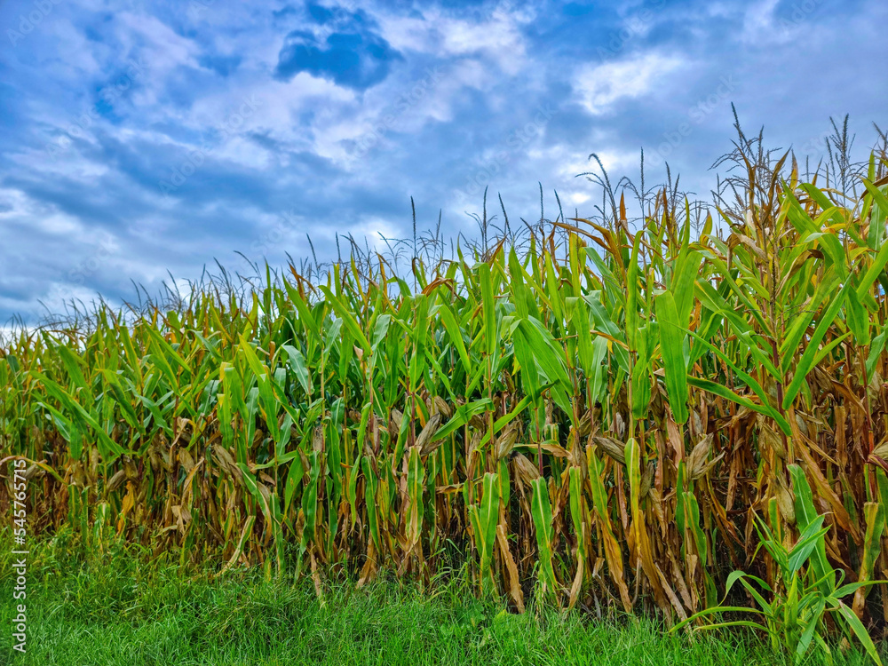 Fototapeta premium Agricultural field of maize, dry corn in autumn before harvest, dramatic stormy sky. Selective focus