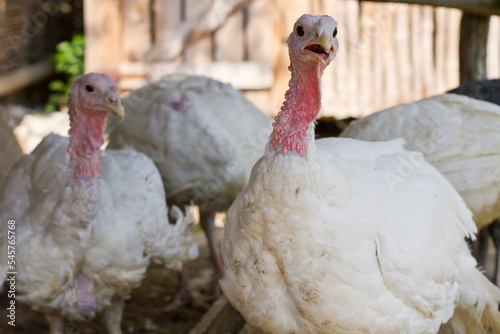 White free range turkeys freely living at farm