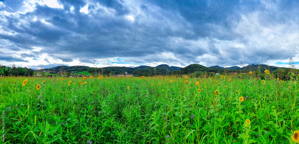 Field of beautiful yellow sunflowers with dramatic stormy sky. Selective focus