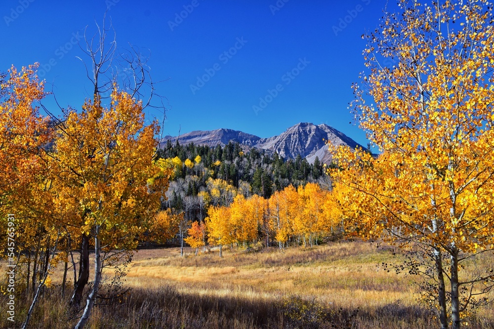 Fototapeta premium Pine Hollow hiking trail Mountain views by Timpanogos in the Wasatch Mountains Rocky Mountains, Utah. America. 