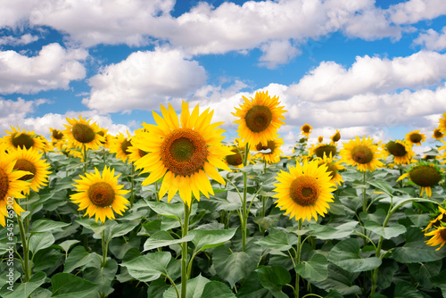Beautiful sunflower on a sunny day with a natural background. Selective focus. agriculture concept background