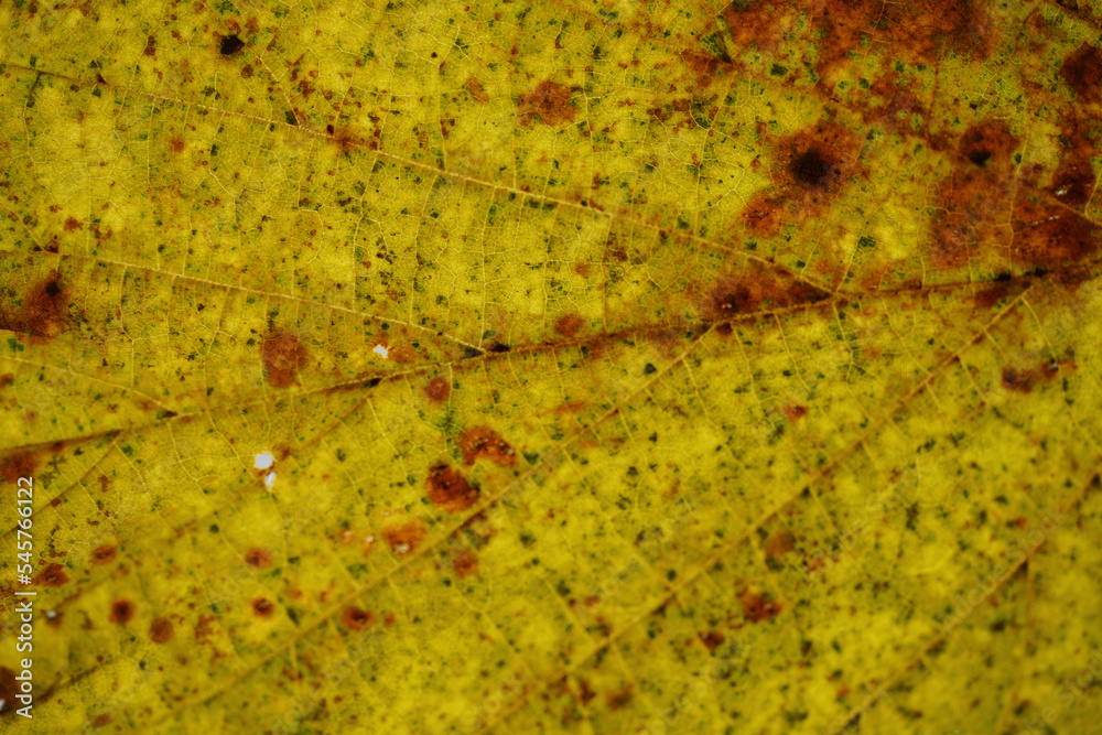 Leaf of a deciduous tree Leaf of a deciduous tree