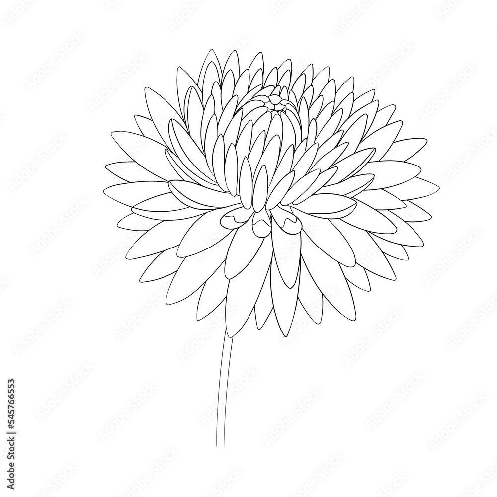 Fototapeta premium romantic flower sketch graphic dahlia, blooming spring garden isolated on white background