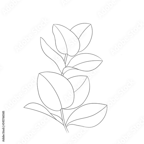 romantic flower sketch graphic eucaliptus, blooming spring garden isolated on white background