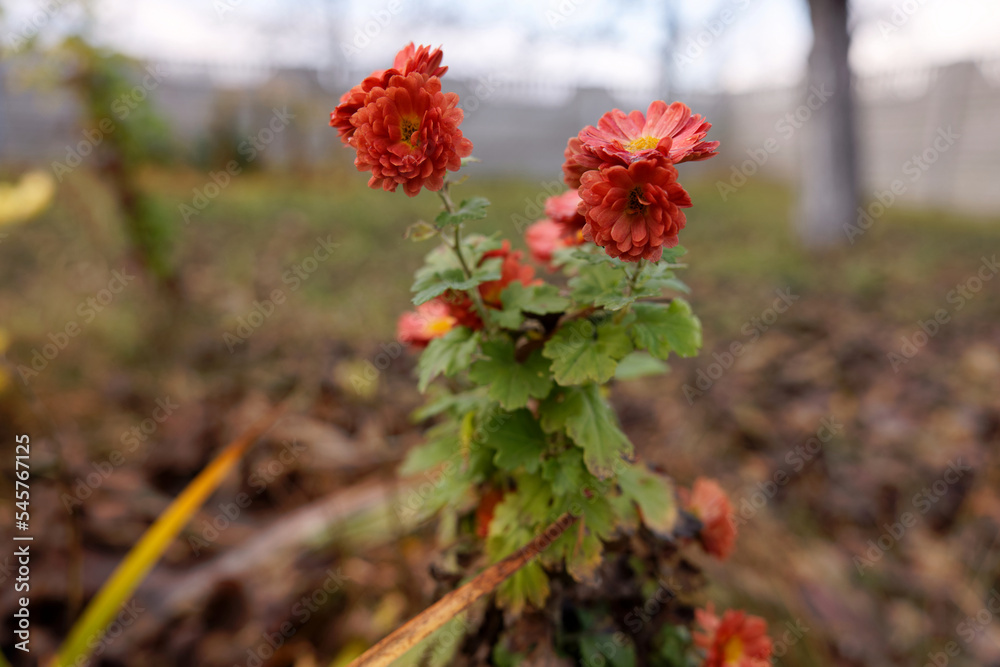 red poppy flower