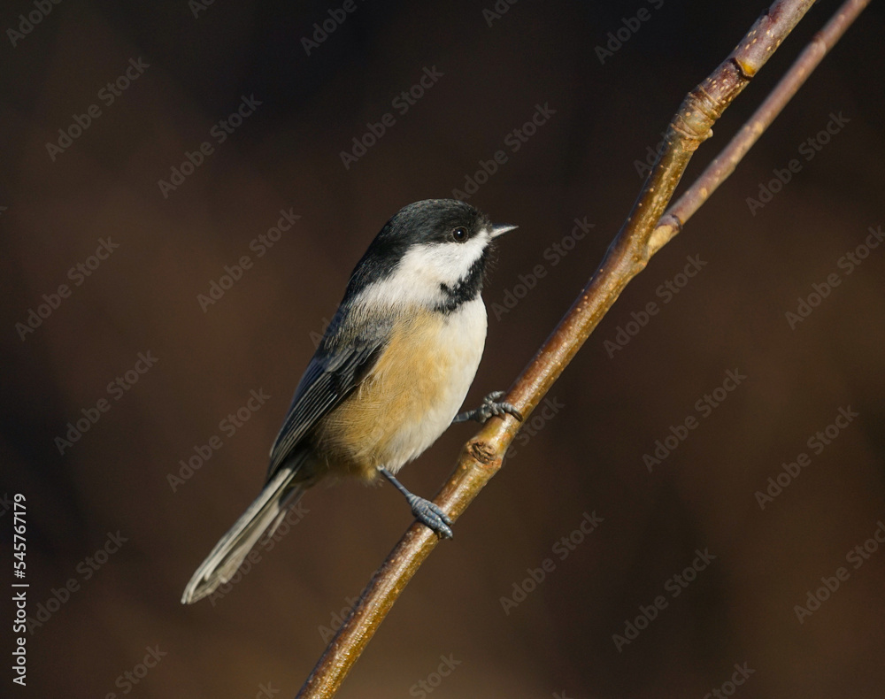 Obraz premium black capped chickadee bird standing on the tree branch
