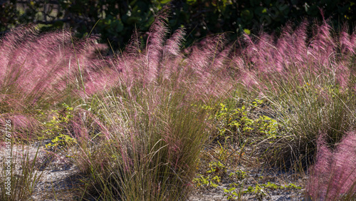 Pink Muhly Grass © Brad