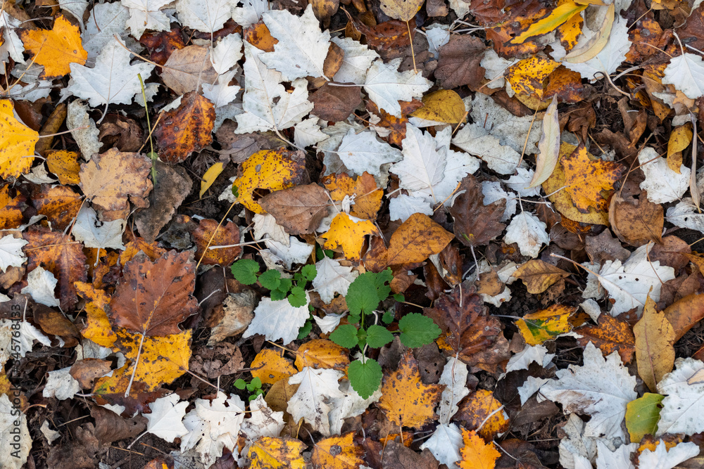 autumn leaves on the ground