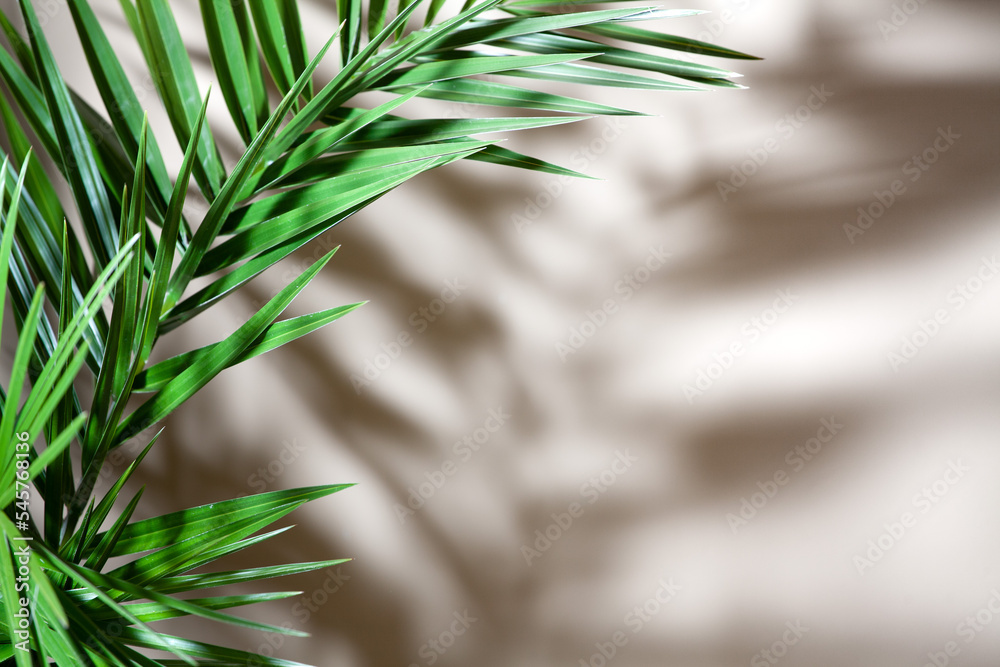 Leaf and shadow of phoenix canariensis palm tree